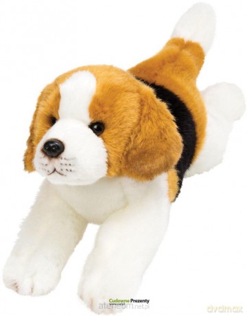 Leżący Beagle 30 cm