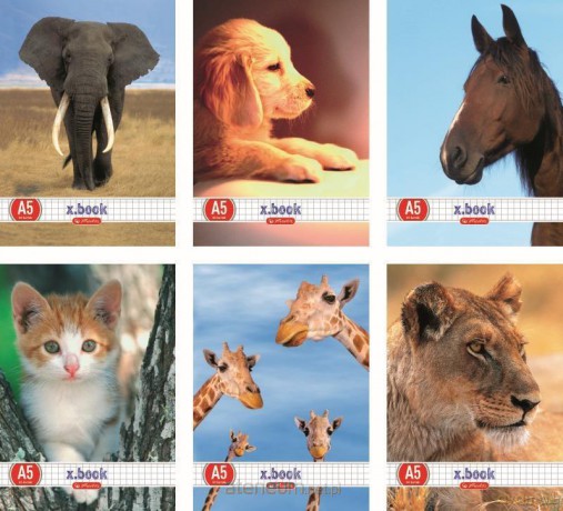 Zeszyt A5/32K kratka Animals (10 szt)