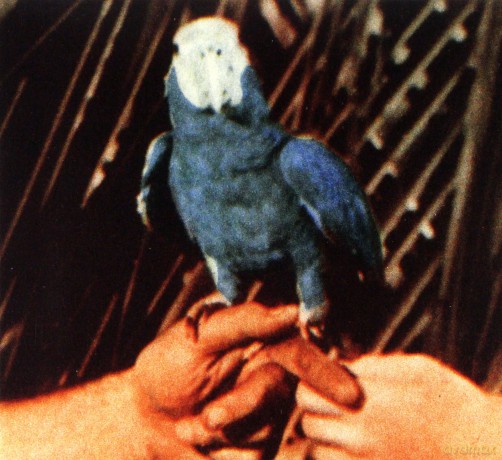 Andrew Bird: Are You Serious [CD]