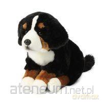 Berner sennen 26 cm