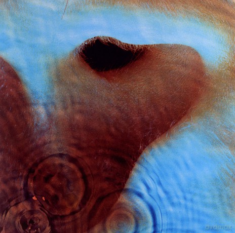 Pink Floyd: Meddle [Winyl]