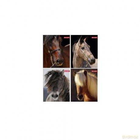 Brulion A5/96K linia OT 1088 Horses (5 szt)