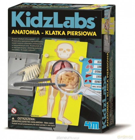 Anatomia - Klatka piersiowa
