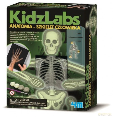 Anatomia - Szkielet człowieka