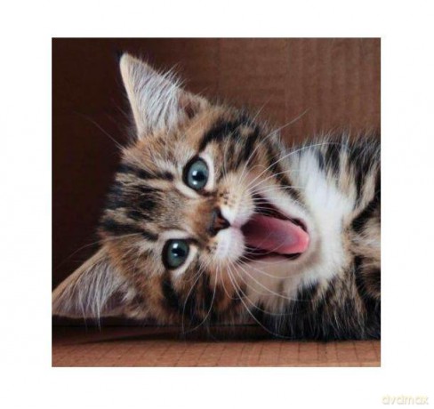 Kartka 3D kwadrat Smiling Kitten