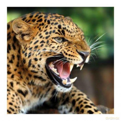 Kartka 3D MAF13 Angry Leopard