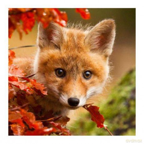 Magnes 3D MCG14 Little Fox