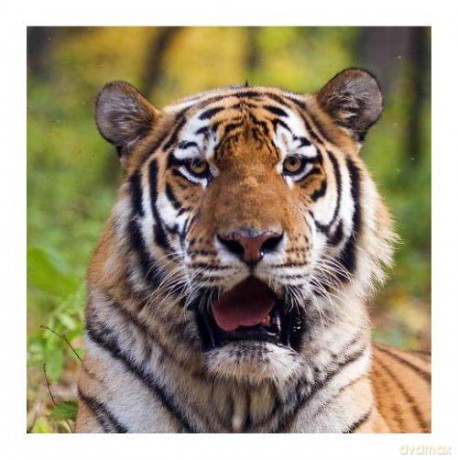 Magnes 3D MCG29 Tiger