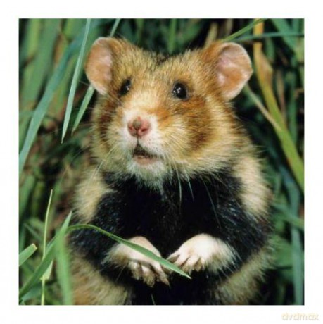 Magnes 3D MCG45 Hamster