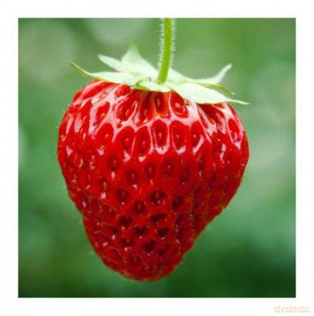 Magnes 3D MCG48 Strawberry