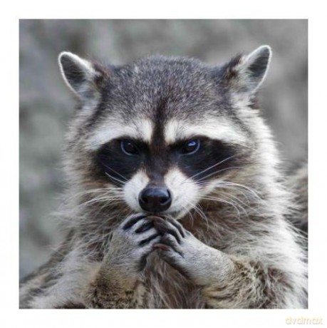 Magnes 3D MCG52 Raccoon
