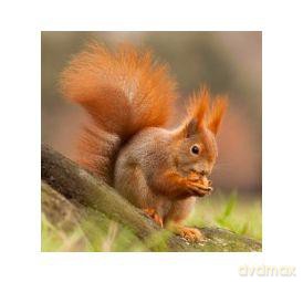 Magnes 3D Squirrel