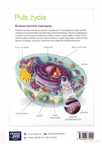 Biologia Szkoła podstawowa 7 Puls Życia Podręcznik [KSIĄŻKA]