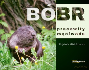 Bóbr pracowity mąciwoda - Wojciech Misiukiewicz [KSIĄŻKA]