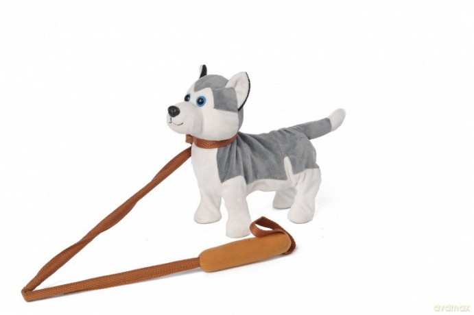 Pies chodzący Husky szary
