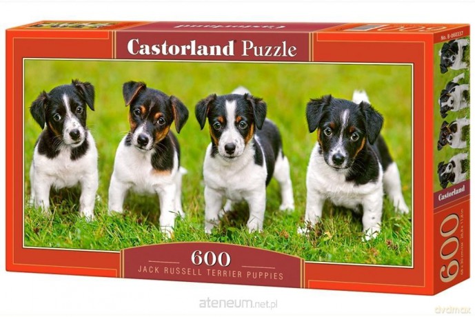 CASTOR 600 el. Jack Russel terrier puppies [PUZZLE]