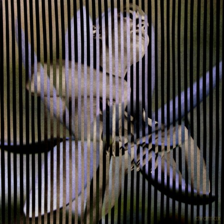 Franz Ferdinand: Always Ascending [Winyl]