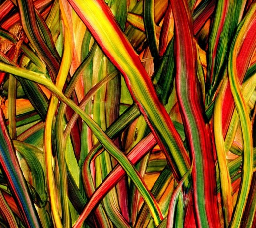 Gengahr: Where Wildness Grows (digipack) [CD]