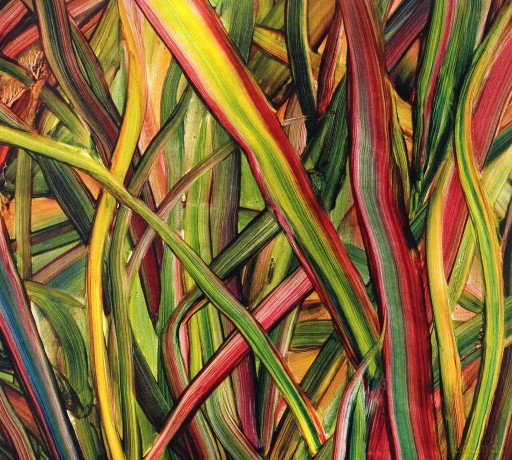 Gengahr: Where Wildness Grows (digipack) [CD]
