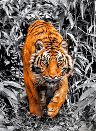 CLEMENTONI 1000 el. Platinum Collection Tiger [PUZZLE]