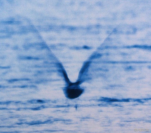Ryo Fukui: Mellow Dream [CD]