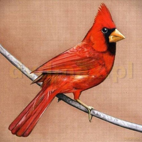 Alexisonfire: Old Crows Young Cardinals [CD]