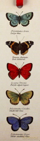 Zakładka do książki Butterflies