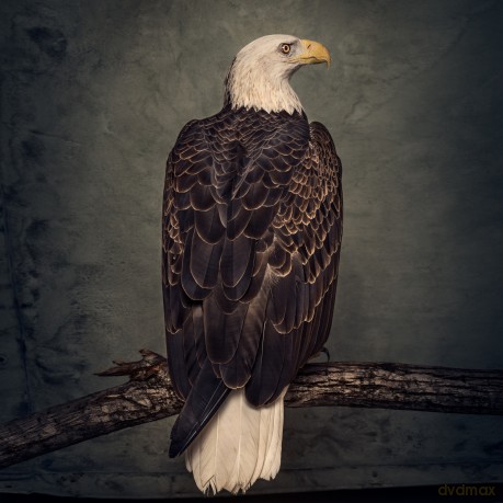 Clutch: Book Of Bad Decisions (digibook) [CD]