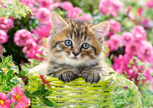 CASTORLAND 500 el. Kitten in Flower Garden [PUZZLE]