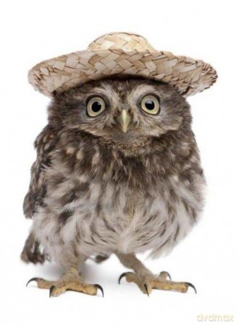 Pocztówka 3D MPS18 Owl With Hat (sowa w kapeluszu)