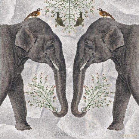 Karnet kwadrat z kopertą Indian Elephant