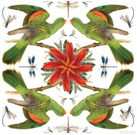 Karnet kwadrat z kopertą Red-winged Parrot
