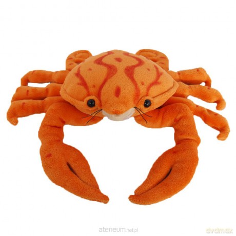 Krab pomarańczowy 16,5 cm