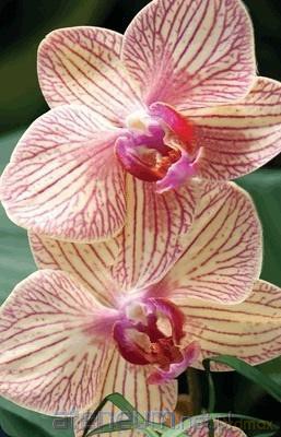 Mini kartka 3D Orchidea