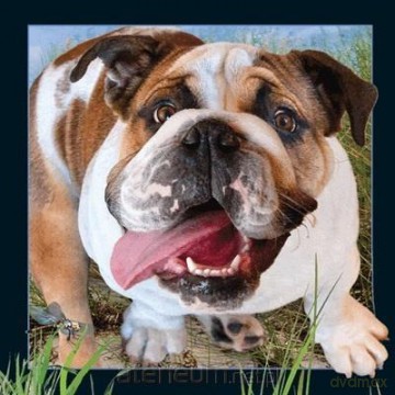 Pocztówka 3D Buldog