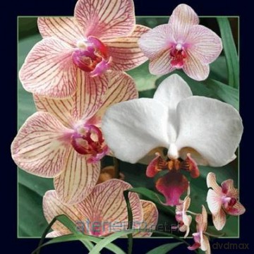 Pocztówka 3D Orchidea