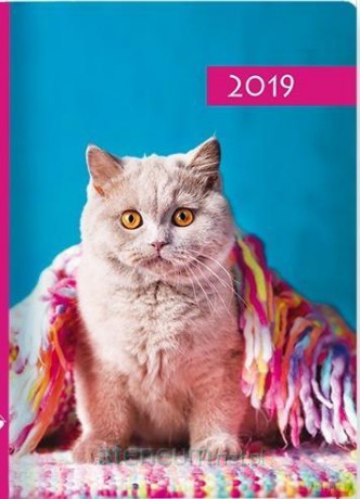 Kalendarz 2019 B7 Kolorowy kot [KALENDARZ]