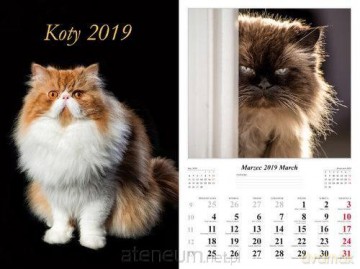 Kalendarz 2019 Koty 7 planszowy [KALENDARZ]