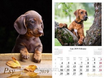 Kalendarz 2019 Psy 13 planszowy [KALENDARZ]