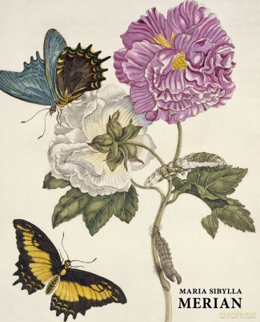 Maria Sibylla Merian Wer. Polska - Daniel Kiecol [KSIĄŻKA]