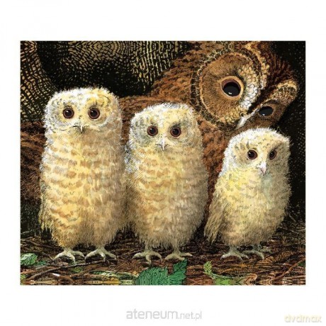 Karnet kwadrat z kopertą Owl Babies