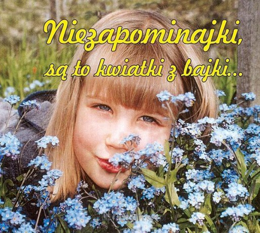 Niezapominajki są to kwiatki z bajki [KSIĄŻKA]