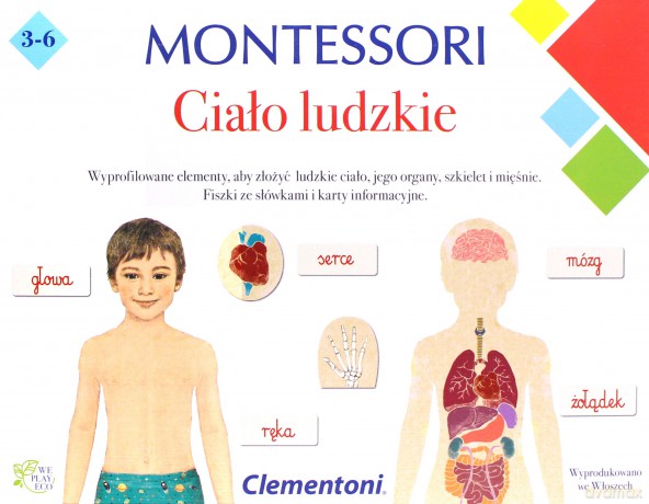 Montessori Ciało ludzkie
