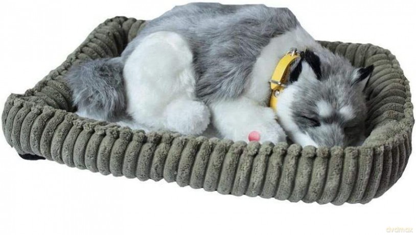 Śpiący pies na poduszce - Husky