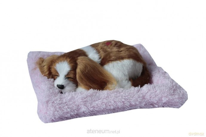 Śpiący piesek na poduszce - Spaniel