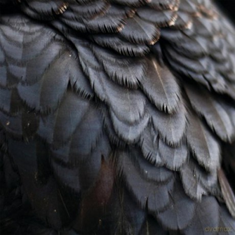 Ex People: Bird [CD]