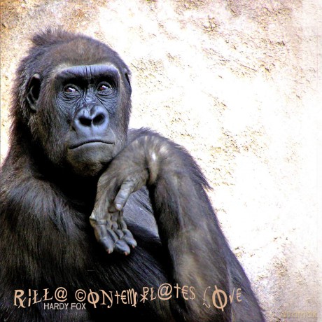 Hardy Fox: Rilla Contemplates Love [CD]