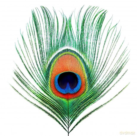 Xtc: Wasp Star (Apple Venus vol 1) [Winyl]