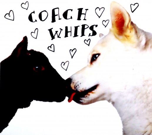 Coachwhips: Bangers Vs Fuckers [CD]