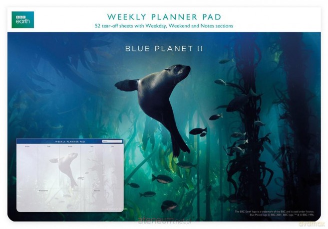 Planer tygodniowy Galapagos Sea Lion [KALENDARZ]